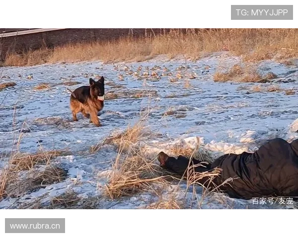 刘洋家的狗都吃进口牛肉了，他还在场上拼命跑？